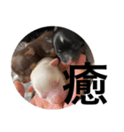 タカノさん家の7ちいたち(ぷらすあるふぁ)（個別スタンプ：17）