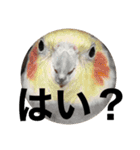 タカノさん家の7ちいたち(ぷらすあるふぁ)（個別スタンプ：38）