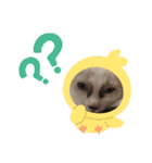 可愛いニャンズスタンプ（個別スタンプ：8）
