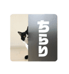 ハチワレ福太郎（個別スタンプ：1）