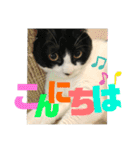 ハチワレ福太郎（個別スタンプ：2）