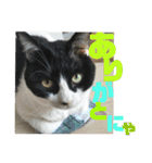 ハチワレ福太郎（個別スタンプ：3）