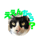 ハチワレ福太郎（個別スタンプ：11）