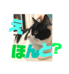 ハチワレ福太郎（個別スタンプ：14）