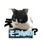 ハチワレ福太郎（個別スタンプ：15）