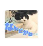 ハチワレ福太郎（個別スタンプ：16）