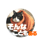ハチワレ福太郎（個別スタンプ：17）