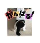 ハチワレ福太郎（個別スタンプ：19）
