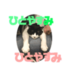 ハチワレ福太郎（個別スタンプ：20）