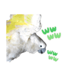 オウムのチョッパー2（個別スタンプ：3）