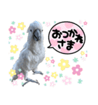 オウムのチョッパー2（個別スタンプ：5）