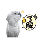 オウムのチョッパー2（個別スタンプ：6）
