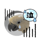 オウムのチョッパー2（個別スタンプ：7）