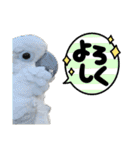 オウムのチョッパー2（個別スタンプ：8）
