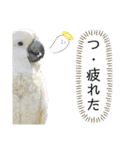 オウムのチョッパー2（個別スタンプ：12）