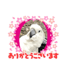 オウムのチョッパー2（個別スタンプ：16）