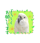 オウムのチョッパー2（個別スタンプ：18）