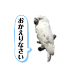 オウムのチョッパー2（個別スタンプ：20）