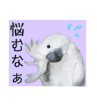 オウムのチョッパー2（個別スタンプ：25）