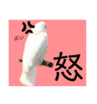 オウムのチョッパー2（個別スタンプ：26）