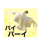 オウムのチョッパー2（個別スタンプ：27）