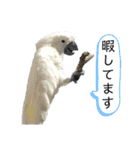 オウムのチョッパー2（個別スタンプ：29）