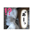 オウムのチョッパー2（個別スタンプ：30）