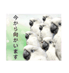 オウムのチョッパー2（個別スタンプ：31）