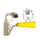 オウムのチョッパー2（個別スタンプ：33）