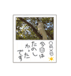 オウムのチョッパー2（個別スタンプ：34）