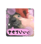 オウムのチョッパー2（個別スタンプ：35）