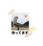 オウムのチョッパー2（個別スタンプ：36）