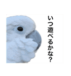 オウムのチョッパー2（個別スタンプ：39）