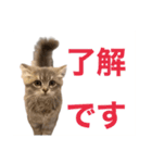 猫のチェブラーシカ（個別スタンプ：4）