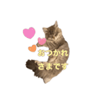 猫のチェブラーシカ（個別スタンプ：5）