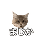 猫のチェブラーシカ（個別スタンプ：10）