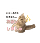 猫のチェブラーシカ（個別スタンプ：14）