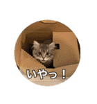 猫のチェブラーシカ（個別スタンプ：34）