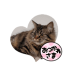 ルナちゃんのスタンプvar.1（個別スタンプ：1）
