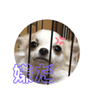 私の犬っち（個別スタンプ：8）