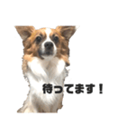 レオくんスタンぴ！！！2（個別スタンプ：7）