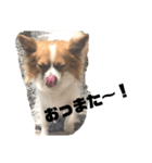 レオくんスタンぴ！！！2（個別スタンプ：13）