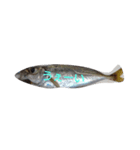 ぎょぎょ魚だよ！スタンプ（個別スタンプ：3）