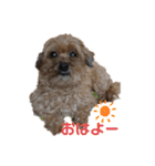 あんずこむぎたむだいちゃんのおはよー挨拶（個別スタンプ：2）
