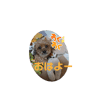 あんずこむぎたむだいちゃんのおはよー挨拶（個別スタンプ：3）