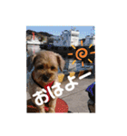 あんずこむぎたむだいちゃんのおはよー挨拶（個別スタンプ：5）