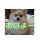 あんずこむぎたむだいちゃんのおはよー挨拶（個別スタンプ：6）