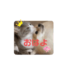 あんずこむぎたむだいちゃんのおはよー挨拶（個別スタンプ：7）