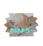 あんずこむぎたむだいちゃんのおはよー挨拶（個別スタンプ：9）