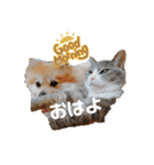 あんずこむぎたむだいちゃんのおはよー挨拶（個別スタンプ：10）
